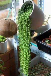 珍珠吊兰 珍珠吊兰的养殖方法和注意事项_杂谈天下_西祠胡同