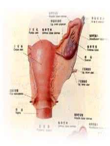 附件囊肿是怎么形成的 附件囊肿是怎么形成的 这因素造成附件囊肿