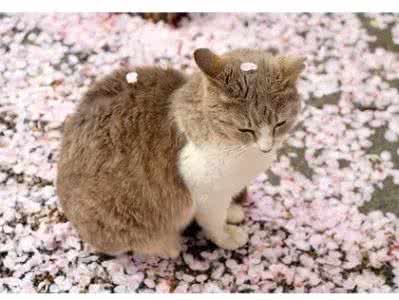 笑猫日记樱花巷的秘密 当一地的樱花上来了些猫之后~