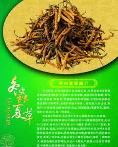 中华九大仙草 中华九大仙草：冬虫夏草的功效与药用价值