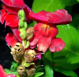 红帽金鱼 Snapdragon Tam----“金鱼草潭”帽