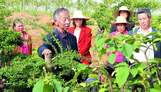 果树栽培技术 果树栽培技术 果树栽培技术详解