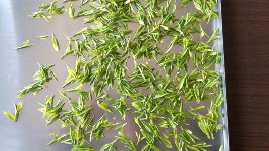 冻干桑叶茶的制作方法 喝冻干桑叶茶,领略茶的神奇