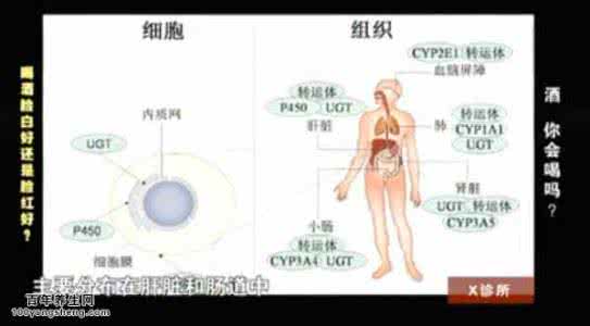 益生菌酸奶 20150904X诊所视频和笔记:吴萍,酸奶,益生菌,肠道菌群,肠癌,防癌