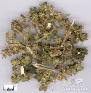 益母草补血吗 益母草3大食用法-养颜补血又治病