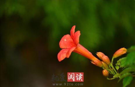 凌霄花的功效与作用 凌霄花的功效与作用 凌霄花的功效与作用 凌霄花的医用价值