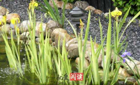 石菖蒲的药效 石菖蒲的药效 菖蒲的药效和作用