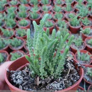 仙人掌及多浆植物 《仙人掌类及多浆植物》