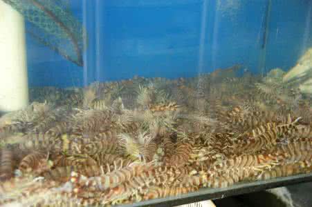 低调是最牛的炫耀 低调是最牛的炫耀 水族最值得炫耀的“水族三宝”都是啥