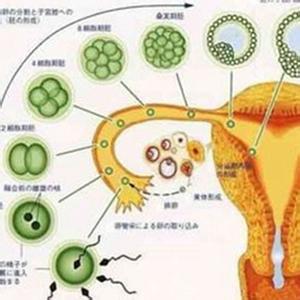 黄体功能不足怎么备孕 黄体功能不足怎么备孕 怪不得备孕失败，原来因为太紧张导致黄体功能紊乱