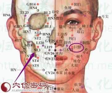 巨髎的准确位置图 巨髎穴位位置图