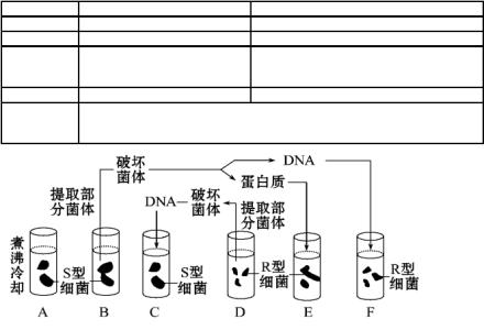 第三章 基因的本质 第三章 基因的本质 第一节 DNA是主要的遗传物质