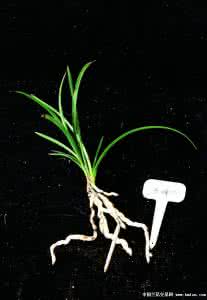 兰花服盆 如何让兰花尽快服盆之晾根