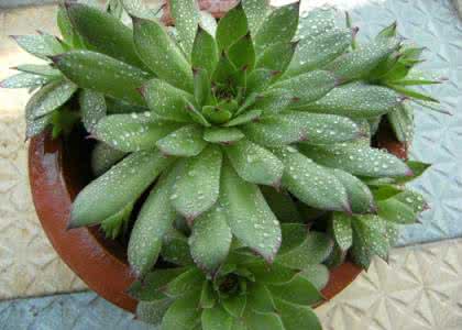 多肉观音莲的养殖方法 多肉观音莲的养殖方法 多肉观音莲 多肉观音莲怎么养