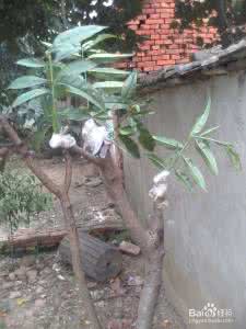 桃树嫁接时间和方法 桃树嫁接时间和方法 桃树嫁接的时间和方法详情介绍