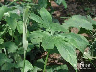 生活中常见的中草药 生活中常见的中草药 草药生活 2008年第3期