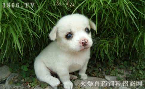 幼犬不能吃什么水果 幼犬不能吃什么
