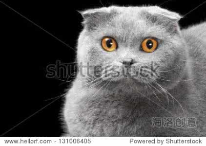苏格兰折耳猫颜色 猫眼睛 苏格兰折耳猫眼睛的颜色介绍