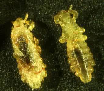 百部酊能杀死虱子卵吗 百部可以去虱子卵吗?