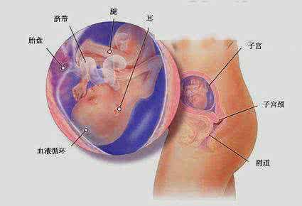 什么时期是受孕期 孕中期是哪个时期