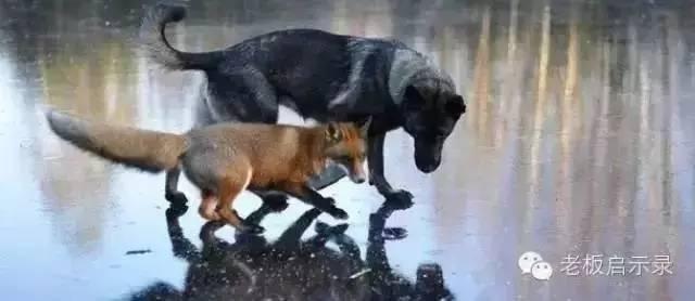狐狸之窗手势咒语 狐狸手势 狗的一个手势，狐狸死了...