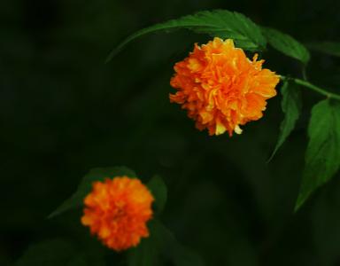 重瓣太阳花 Татьяна----重瓣钩针花两款