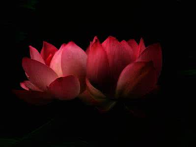 佛心禅语中的人生智慧 【佛心慧语】心怀感恩，让人生多一些暖色