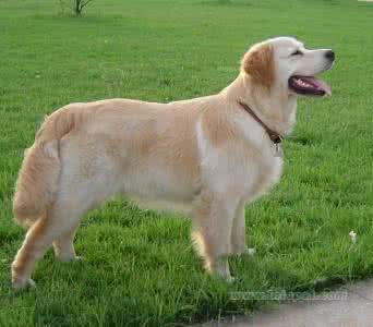 泰迪幼犬饲养方法 幼犬选购与饲养的五点注意