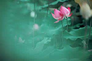 莲花美文 情感美文 莲 花 处 处 开【情感美文】