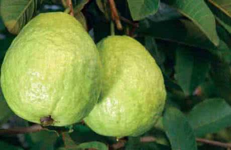 孕妇可以吃番石榴吗 孕妇可以吃番石榴吗 为什么