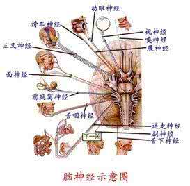 一图读懂健康中国2030 【健康图解】一图读懂 l 癫痫对机体对影响