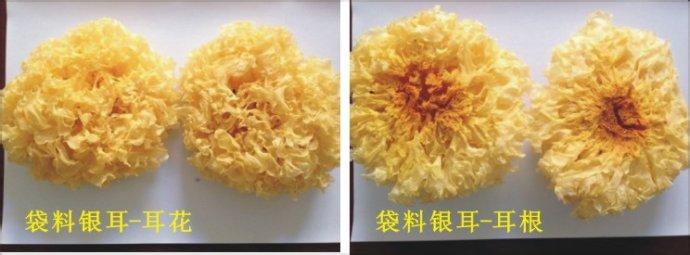 干银耳怎么挑选 银耳怎么挑选