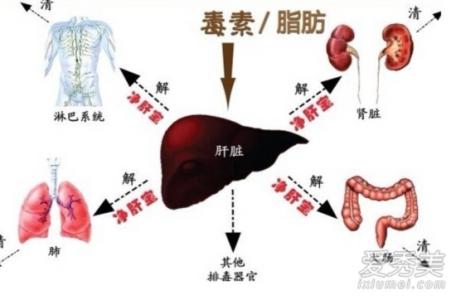 吃什么东西肝脏排毒 肝排毒