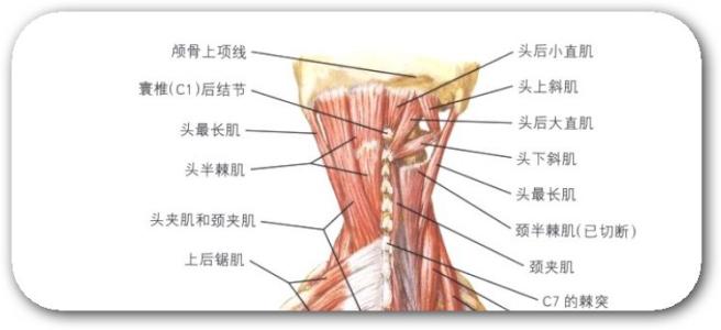 颈椎病怎么治疗最好 颈椎病怎么治疗最好 颈型颈椎病的治疗及调节