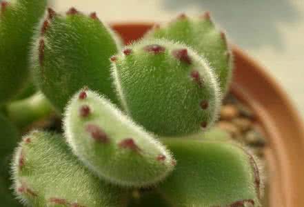 创意就是这么简单 创意生活｜教你在家就能种土豆，就是这么简单！