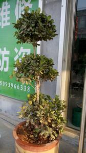 榕树盆景怎么养 养盆景五忌
