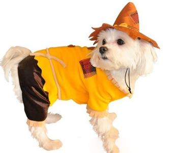 高考穿衣服有讲究吗 给狗狗穿衣有讲究