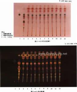 薄层鉴别 桑白皮薄层鉴别图 桑白皮的鉴别技巧知多少