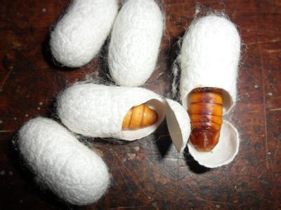 蚕蛹粉钓鱼效果 蚕蛹粉钓鱼 蚕蛹可以钓什么鱼？