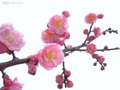 钩针一线梅花花样图解 钩针一线梅花花样图解 【钩针花样】梅花朵朵