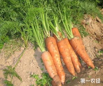 胡萝卜苗的吃法 胡萝卜苗的吃法 胡萝卜的吃法总结