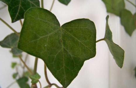 常春藤叶子发蔫咋补救 常春藤叶子发蔫 刚买的常春藤叶子发蔫怎么办