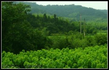 十亩之间兮,桑者闲闲兮 十亩之间