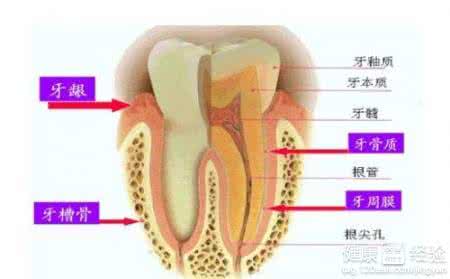 牙齿神经痛吃什么药 牙齿露神经了吃什么药？