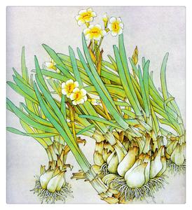 水仙花的花语是什么 水仙花的传说 水仙花语是什么 水仙花语传说