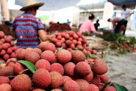 一个保存荔枝的小窍门 挑选荔枝的几个小窍门