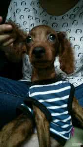 泰迪狗耳朵臭 泰迪狗耳朵臭 泰迪狗尿臭正常吗？