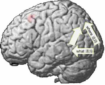 顿悟的大脑机制 顿悟 顿悟的大脑机制_罗劲_顿悟