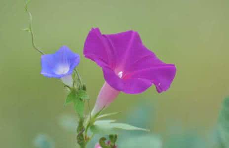 牵牛花的花语 牵牛花的花语 牵牛花的花语与传说