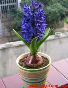 风信子盆栽养殖方法 风信子如何养殖：盆栽方法和地栽方法